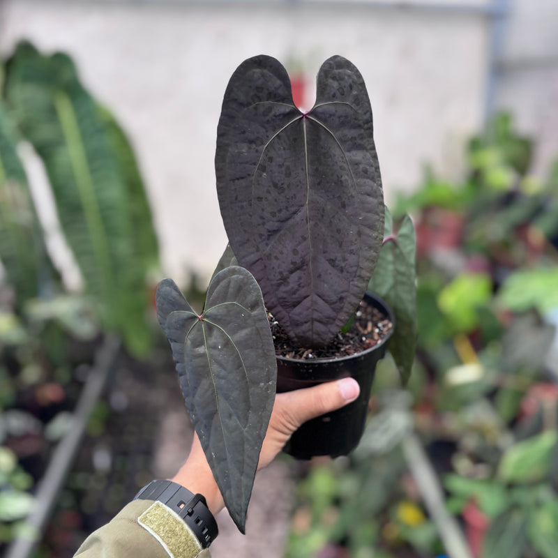 Anthurium AOS dark form x RVDP