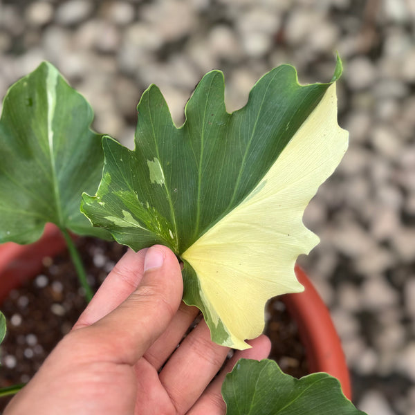 Thaumatophyllum selloum white variegated