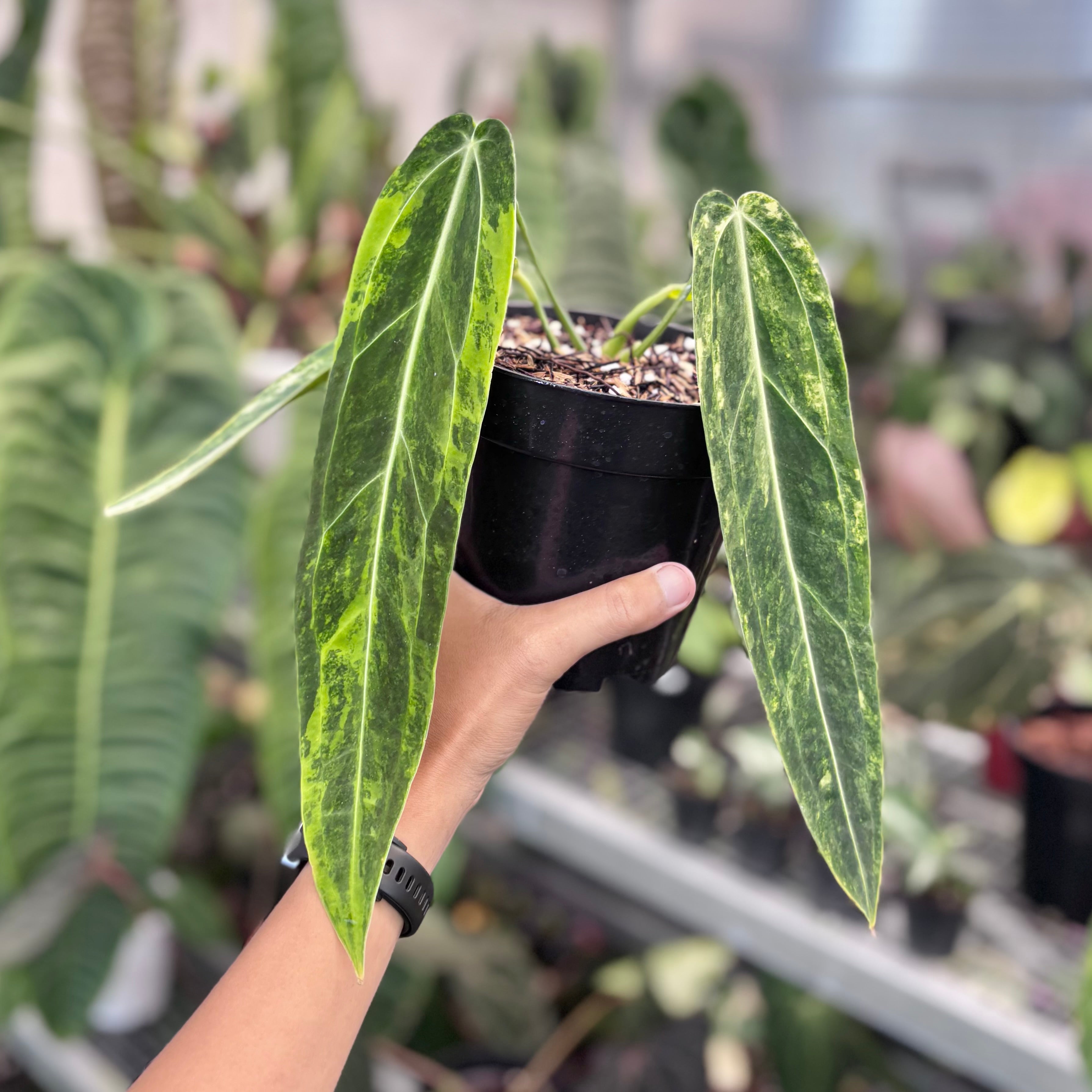 Anthurium warocqueanum dark form variegated