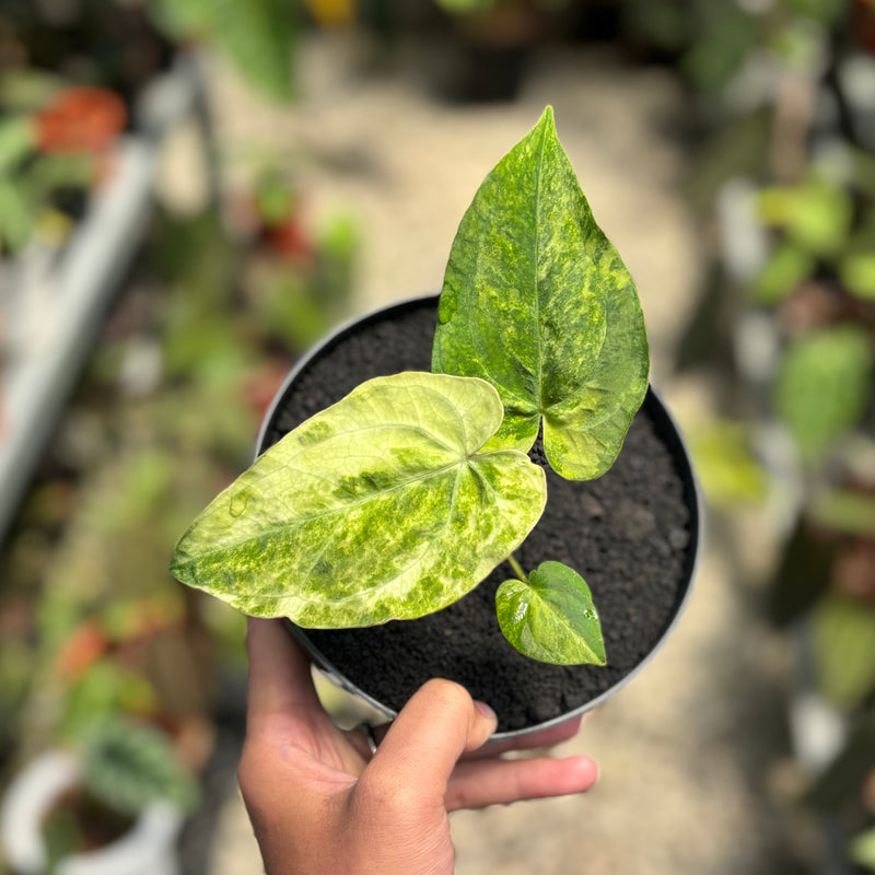 Anthurium papillilaminum hybrid Aurea variegated