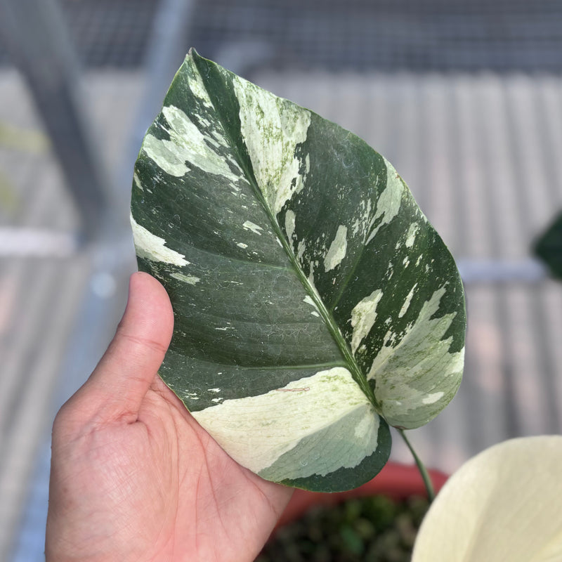 Monstera jungle mint NoiD variegated