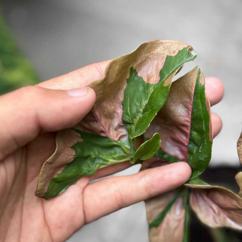 Syngonium pink lava