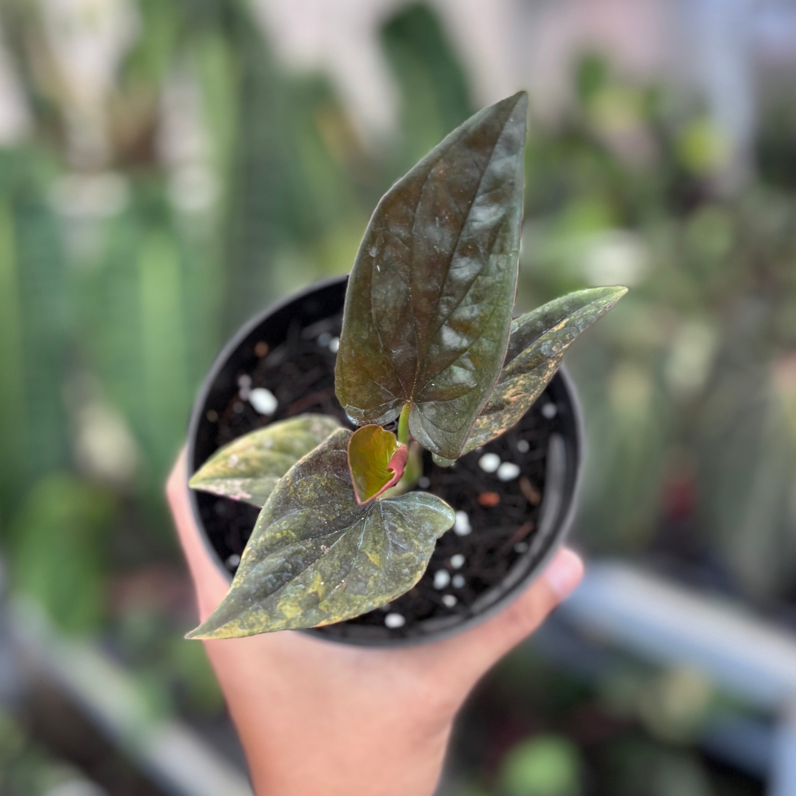 Syngonium red arrow variegated