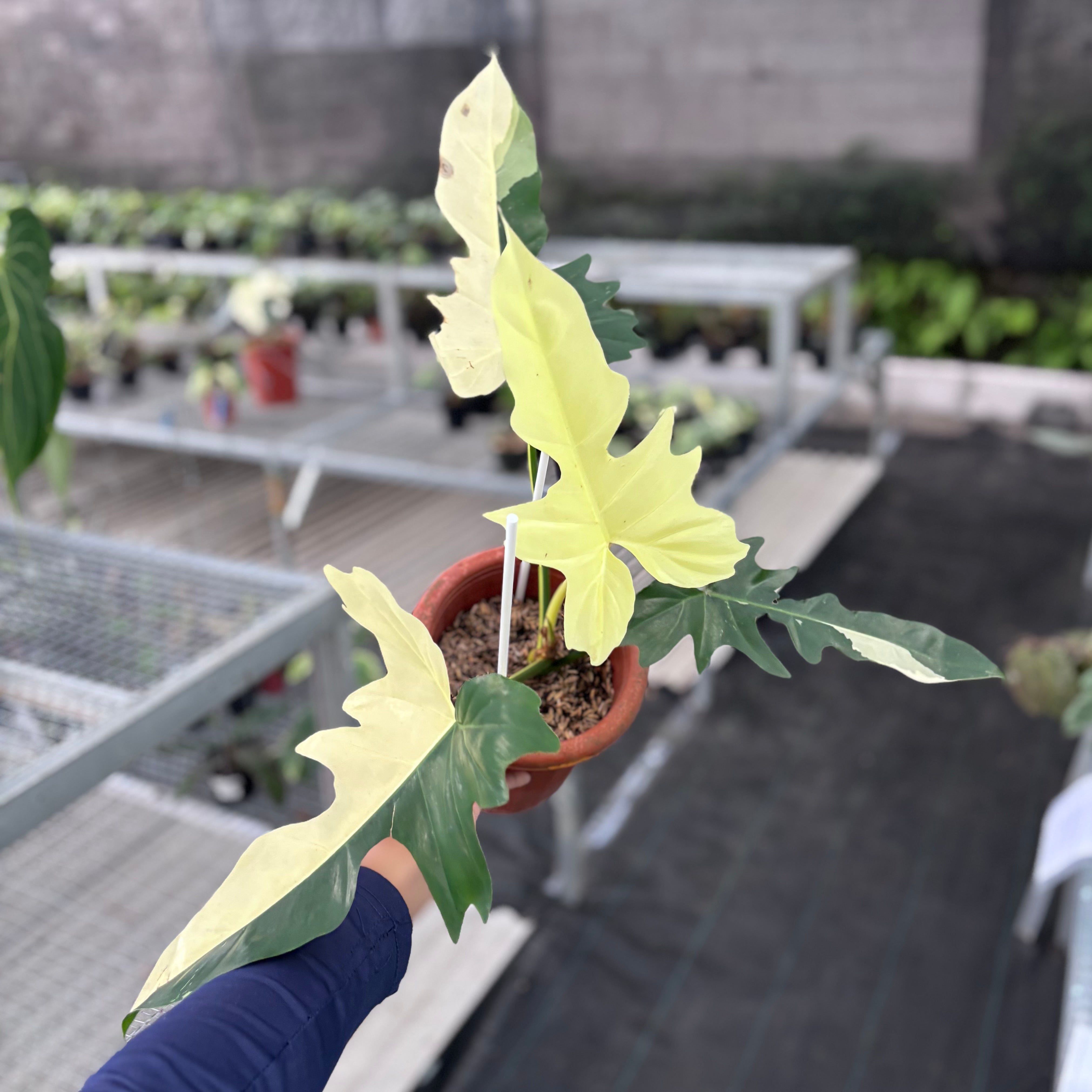 Philodendron golden dragon variegated