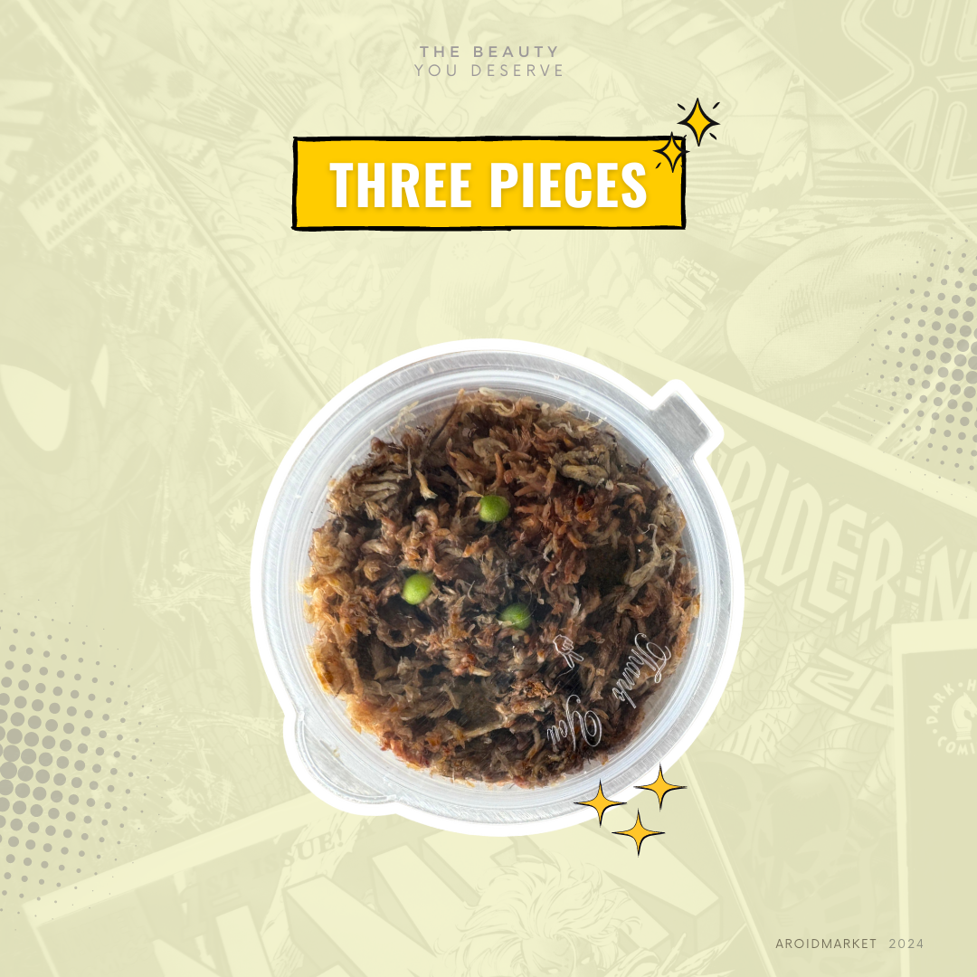 Anthurium papillilaminum hybrid variegated x Anthurium BVIT (seeds)