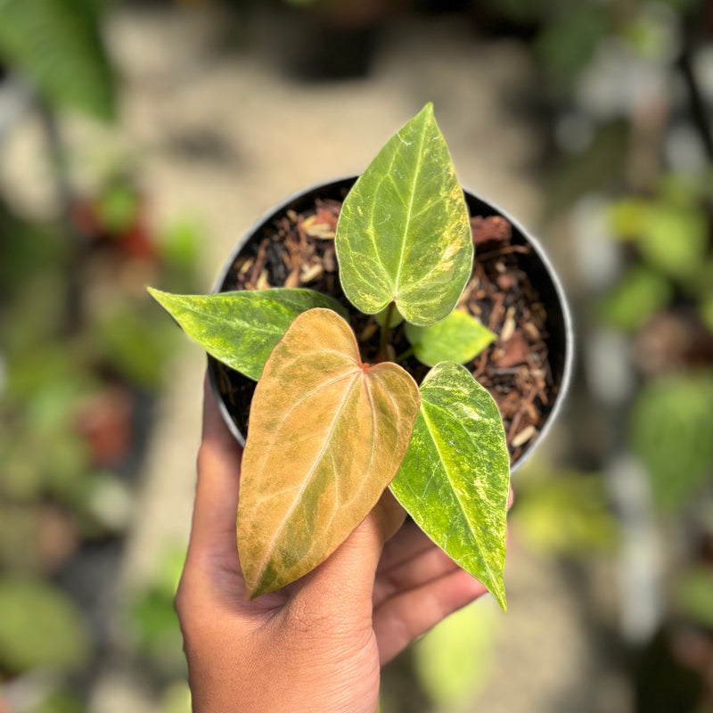 Anthurium papillilaminum pink variegated x KOS (King Of Spades)