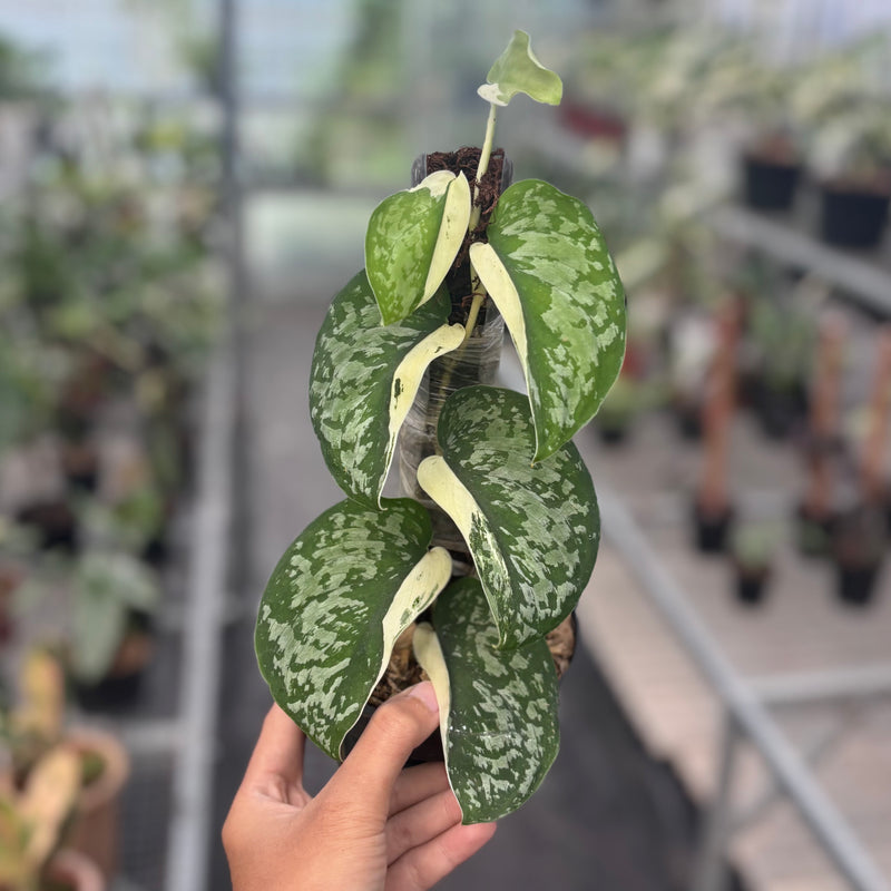 Scindapsus simbara