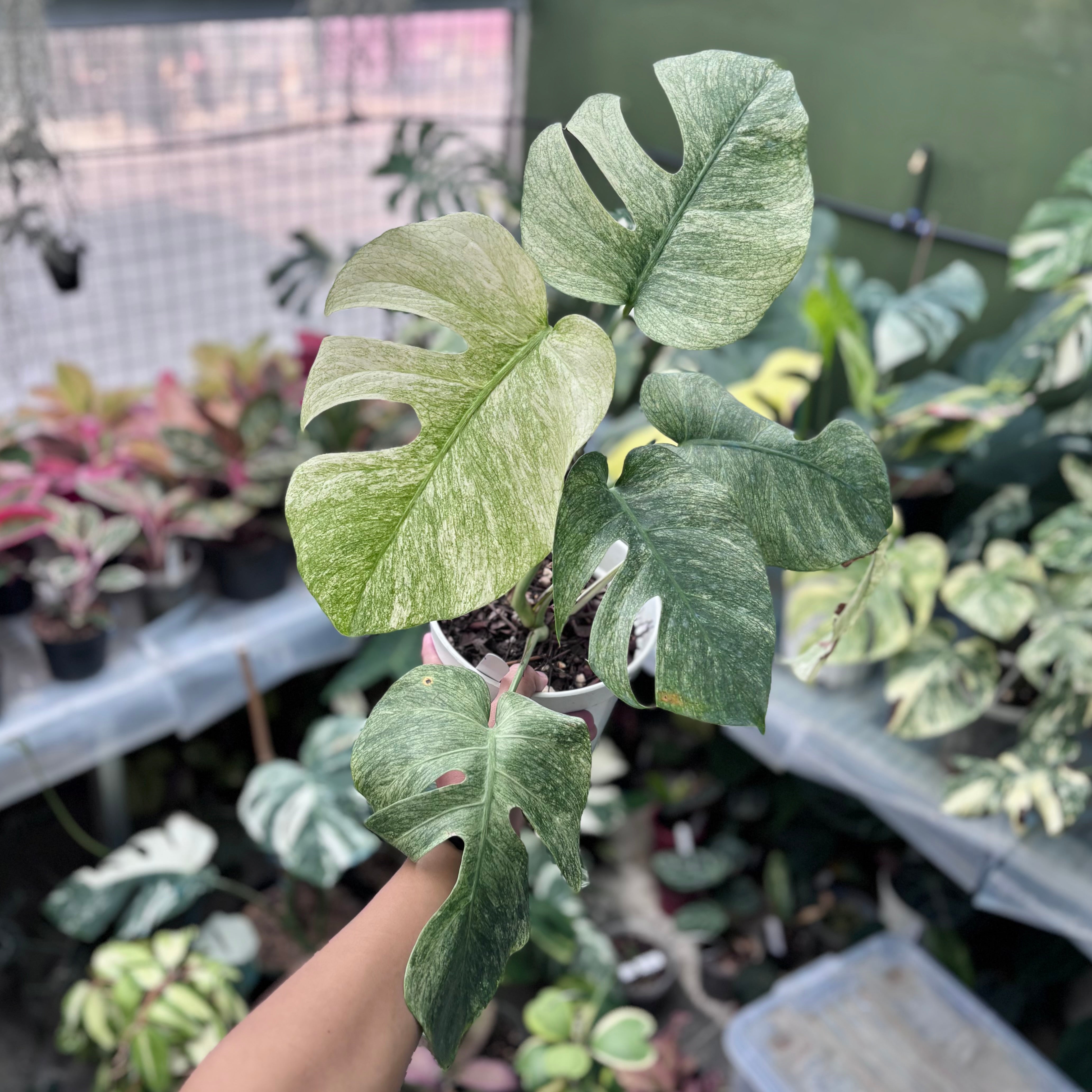 Monstera white mint