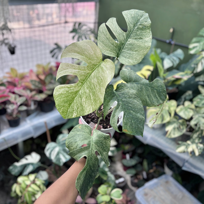 Monstera white mint