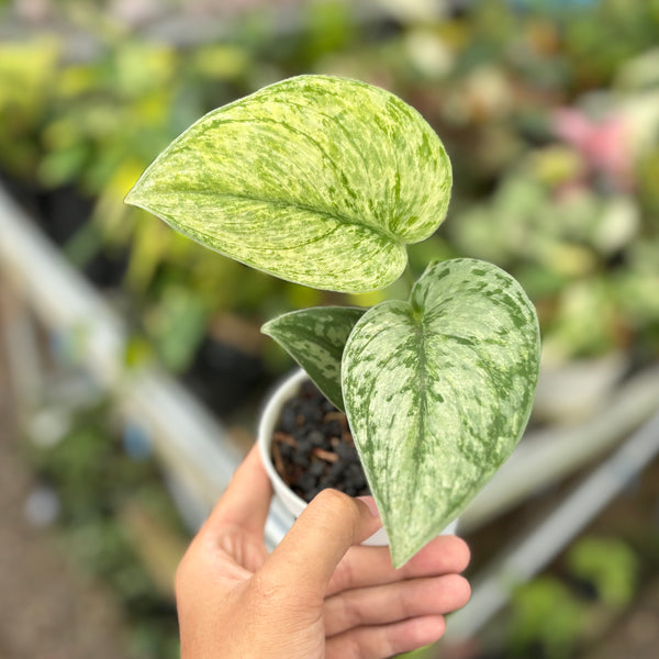 【楽天最安値に挑戦】 variegated hologram Scindapsus – Market Aroid その他観葉植物