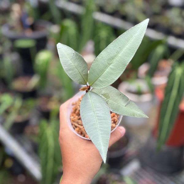 Labisia pumila silver narrow