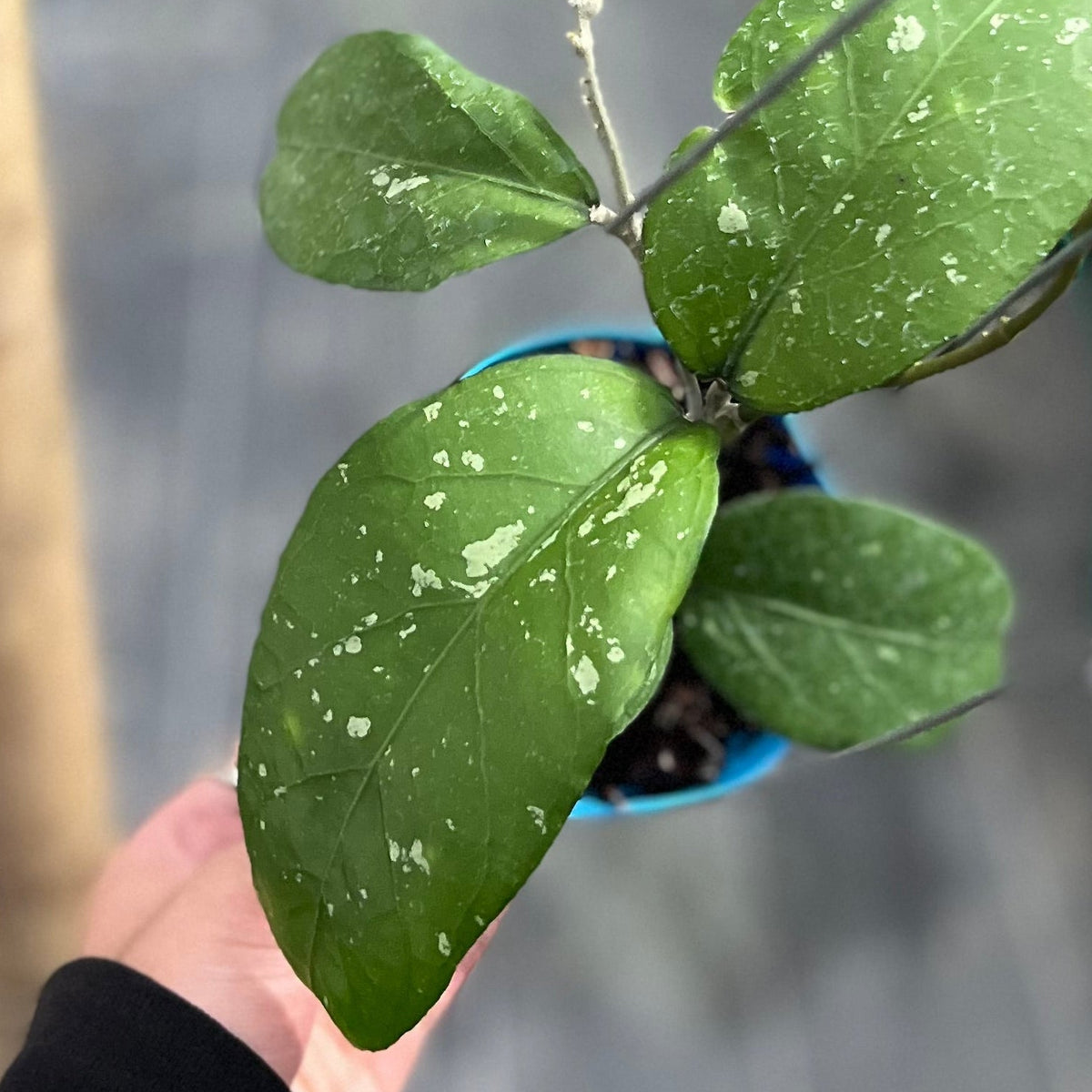 Hoya sp aceh diablo