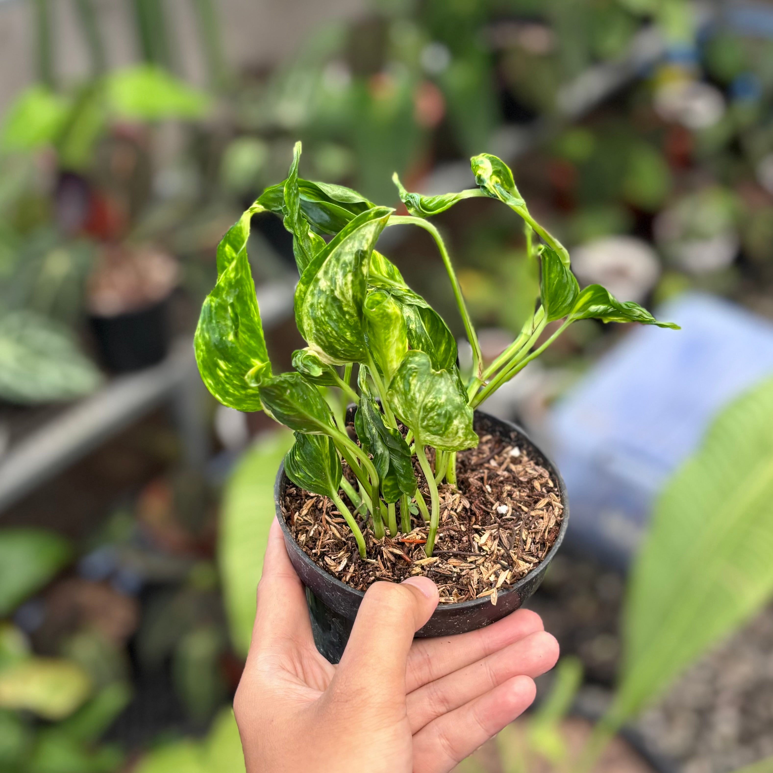 Epipremnum shangri la variegated