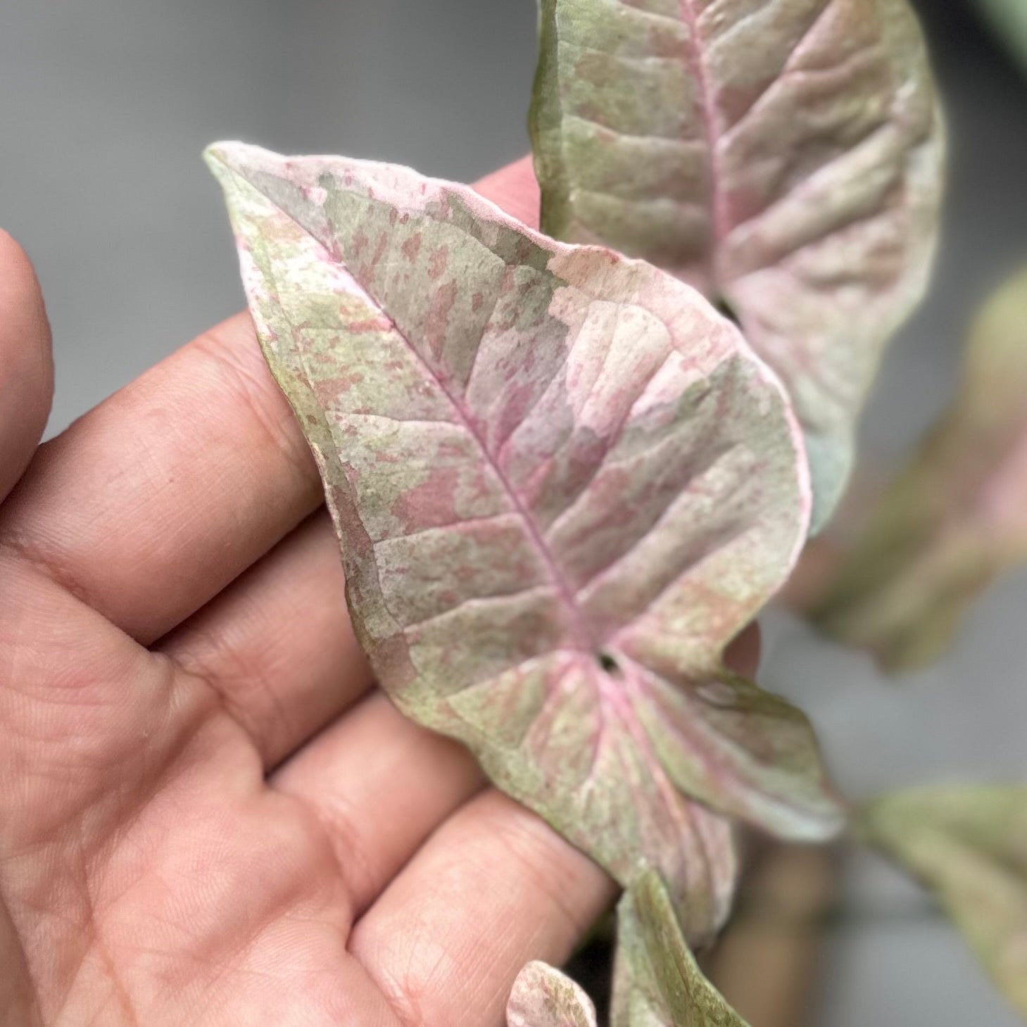 Syngonium pink spot double variegated - PSDV