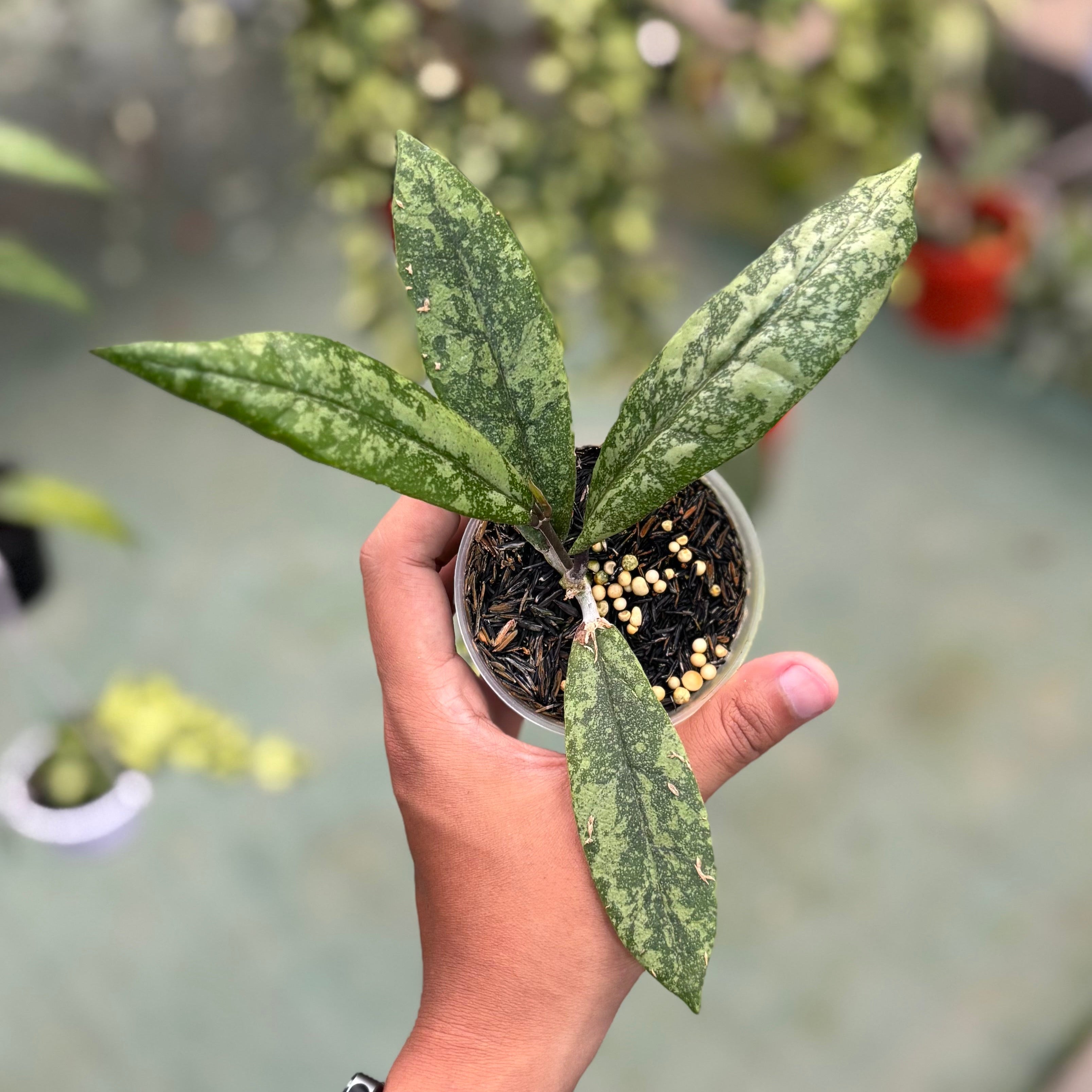 Hoya finlaysonii silver