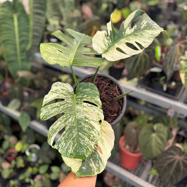 Monstera java sports