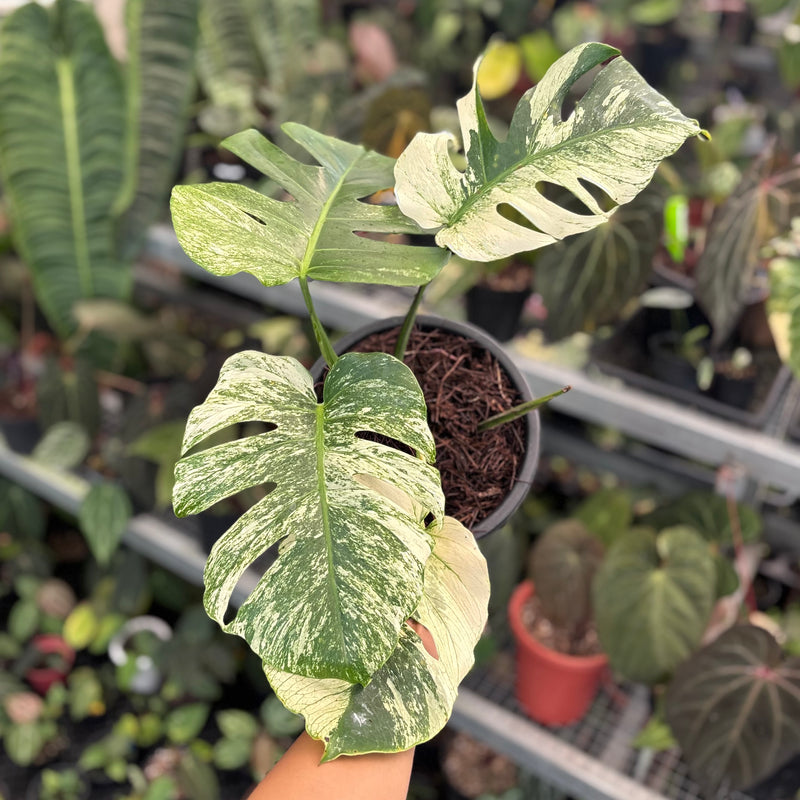 Monstera java sports