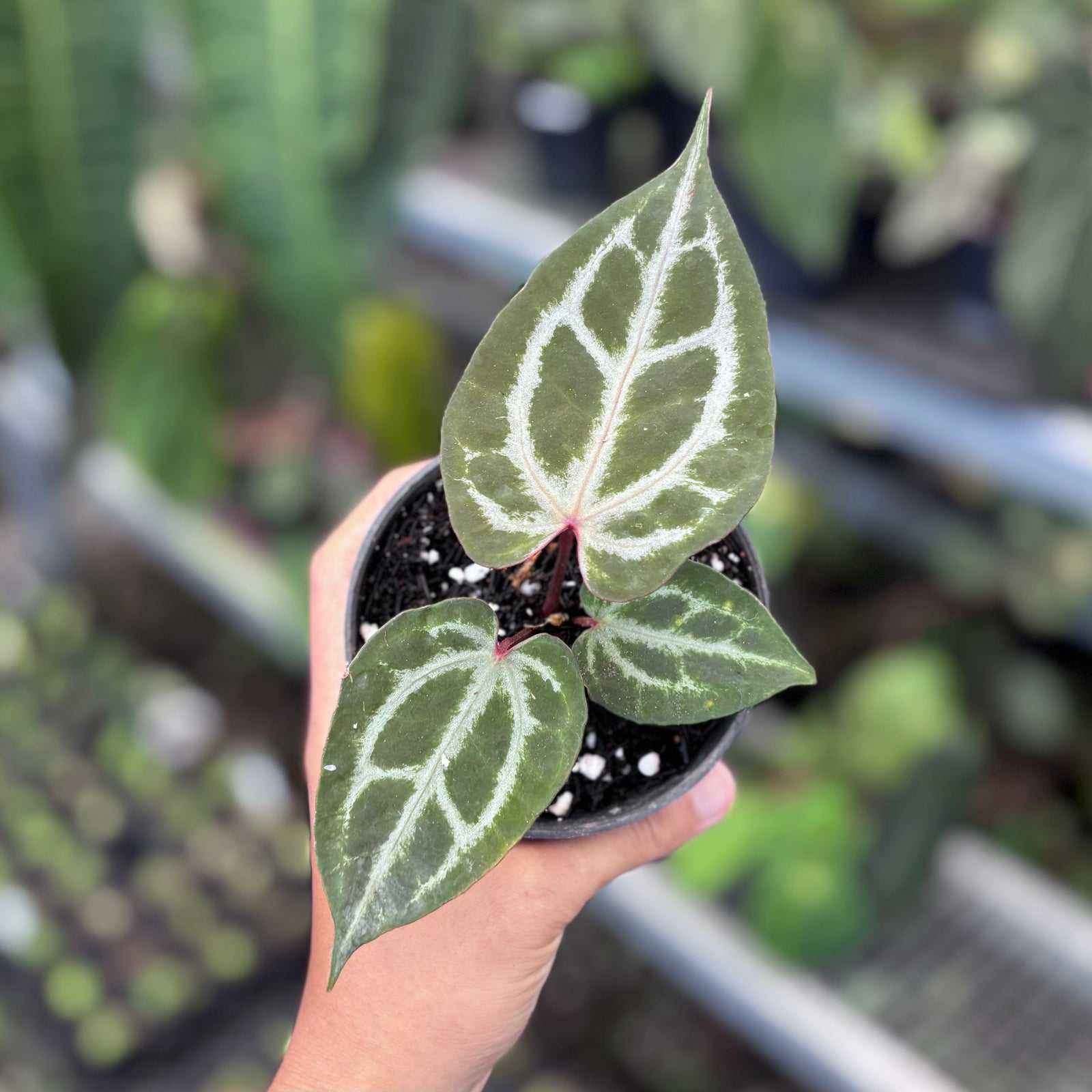 Anthurium HURC x Michelle – Aroid Market
