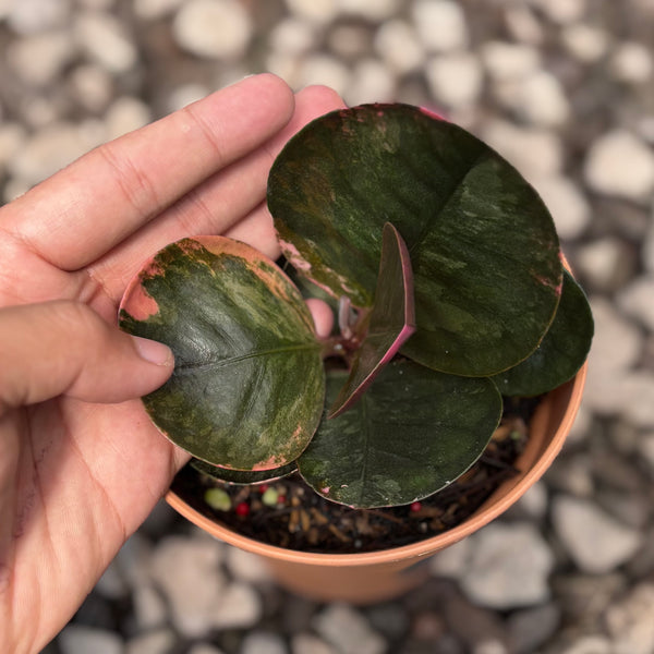 Labisia black love pink variegated