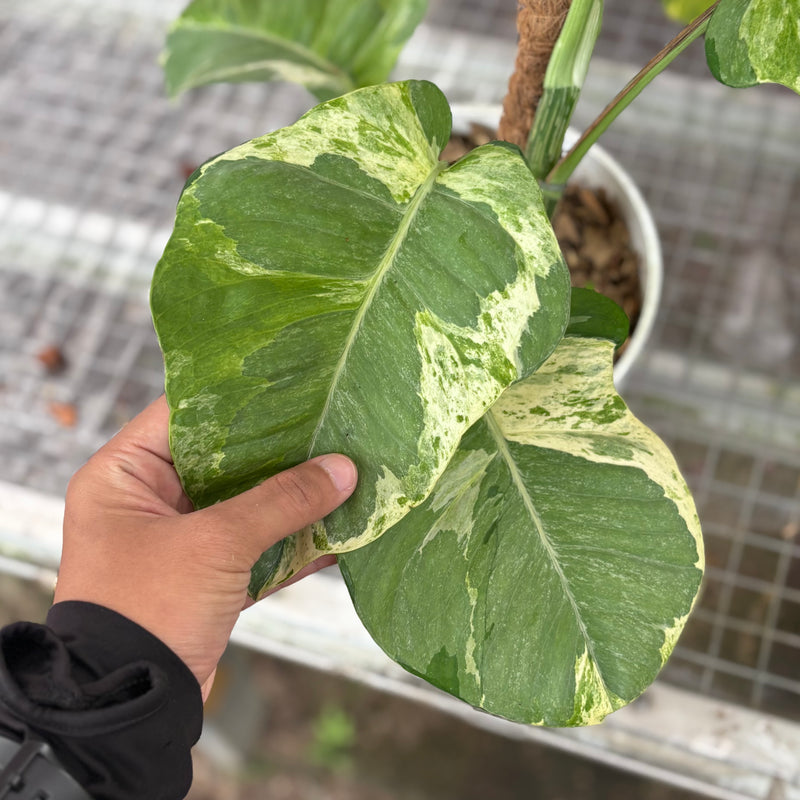 Epipremnum aureum ‘Manjula Photos’ - Mature size