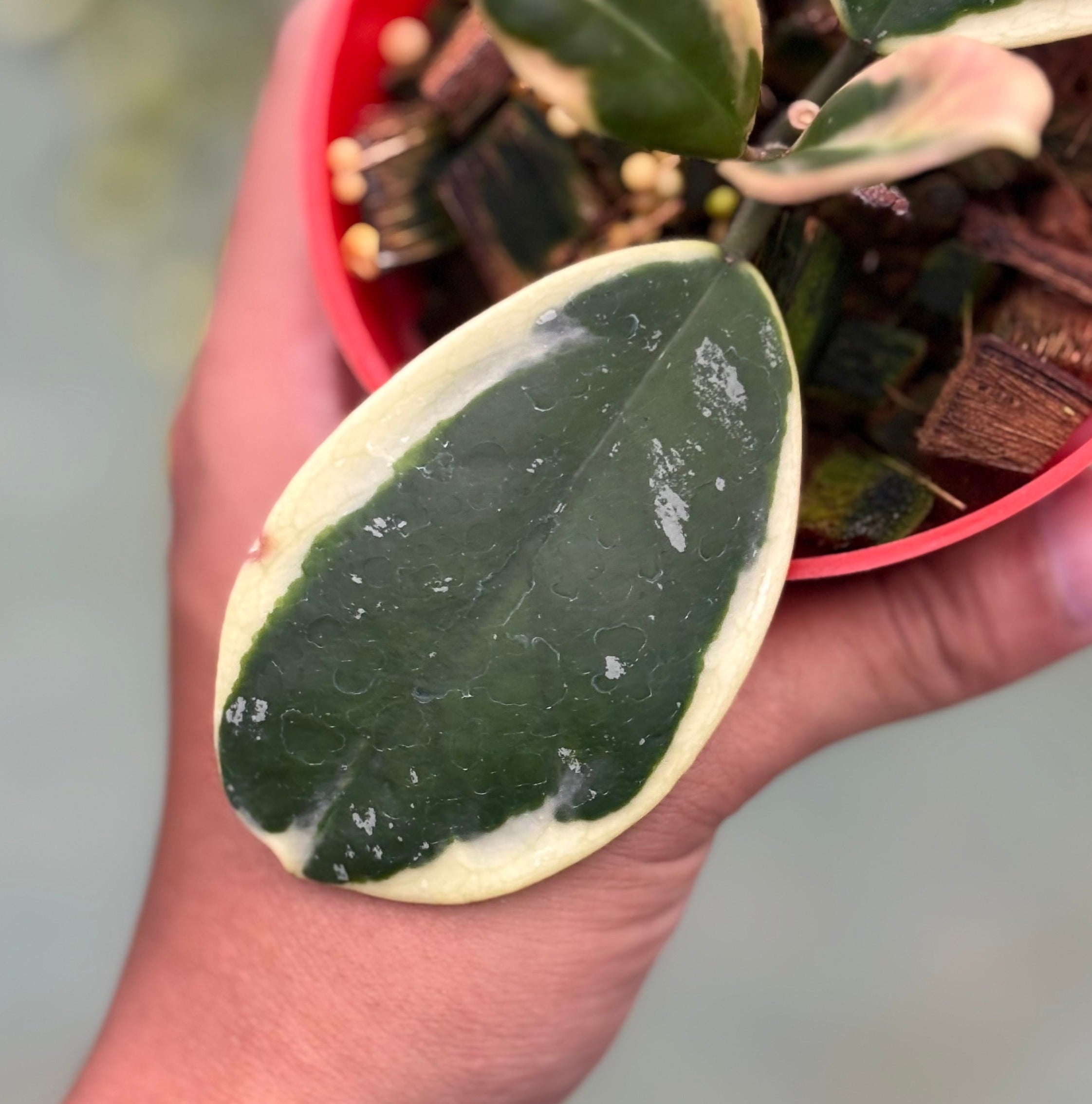 Hoya obovata albomarginata