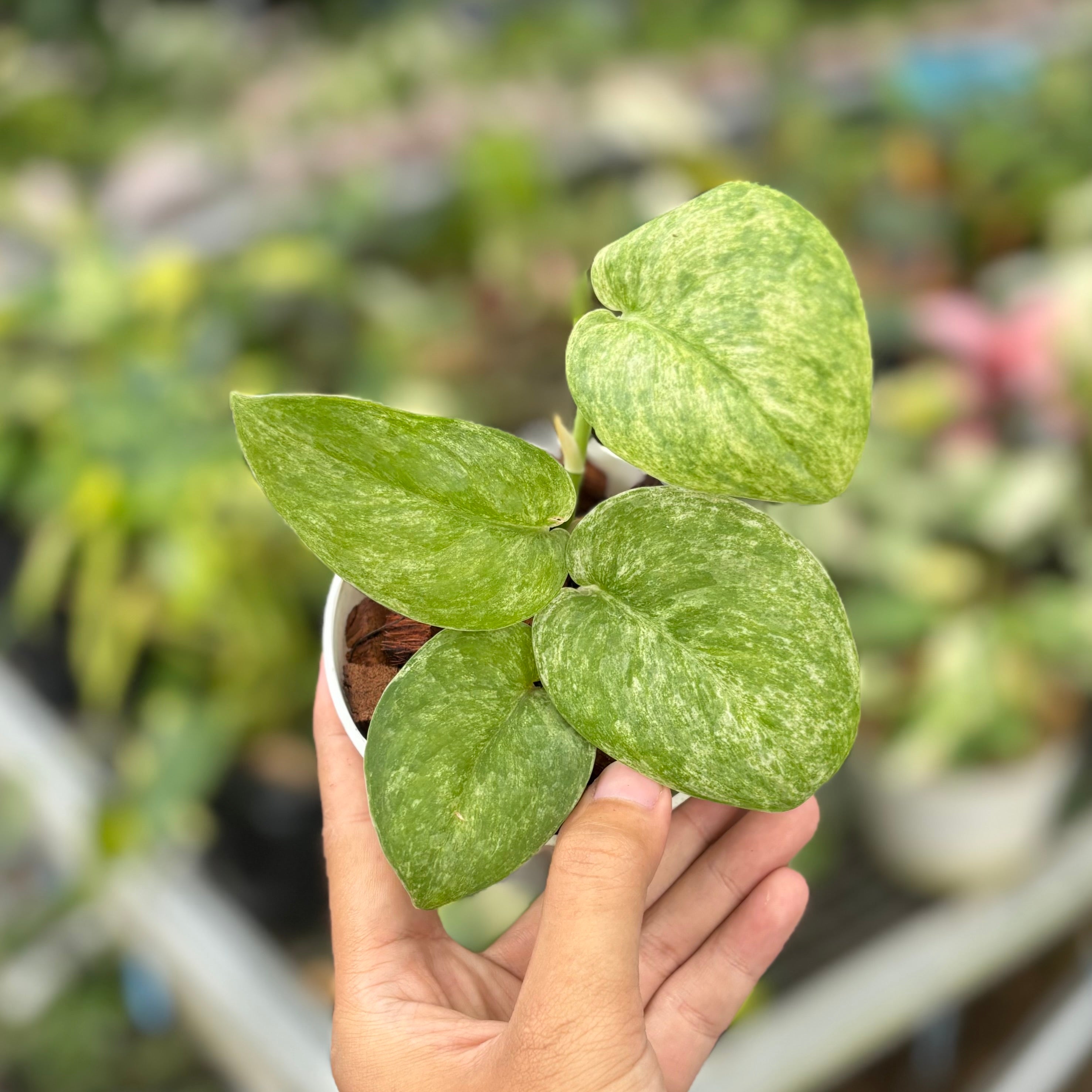 Scindapsus jadesatin tricolor