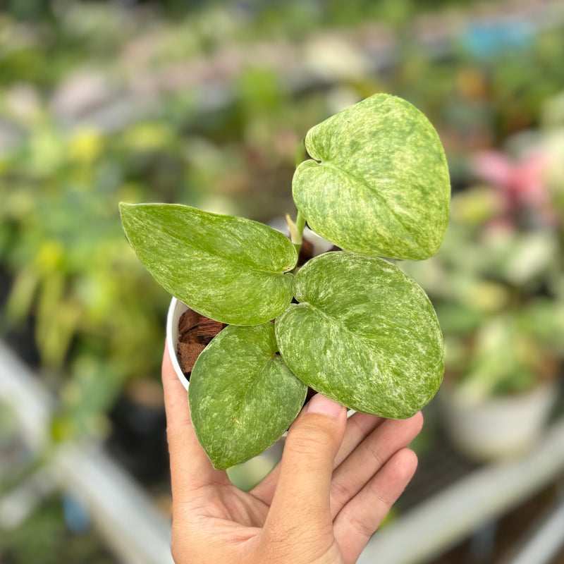 Scindapsus salacanagara