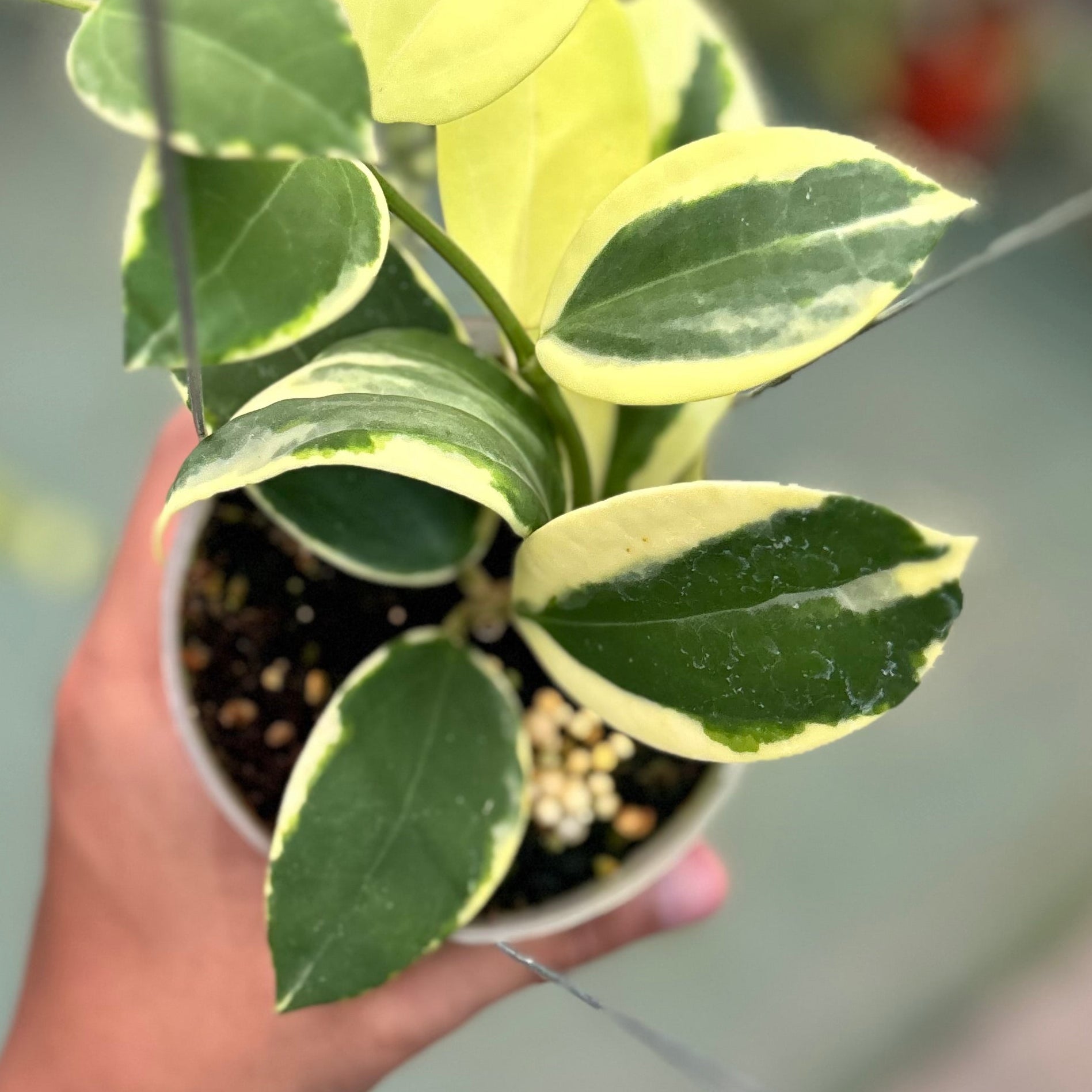 Hoya sp para albomarginata