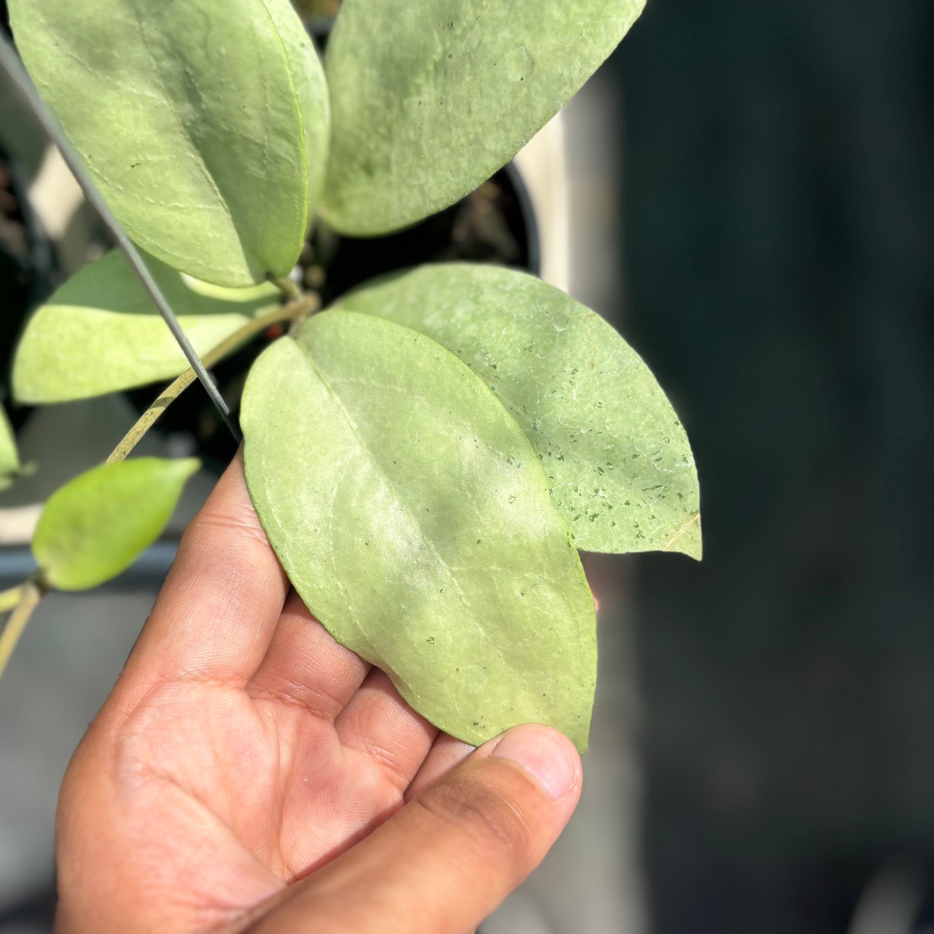 Hoya sp menak sopal