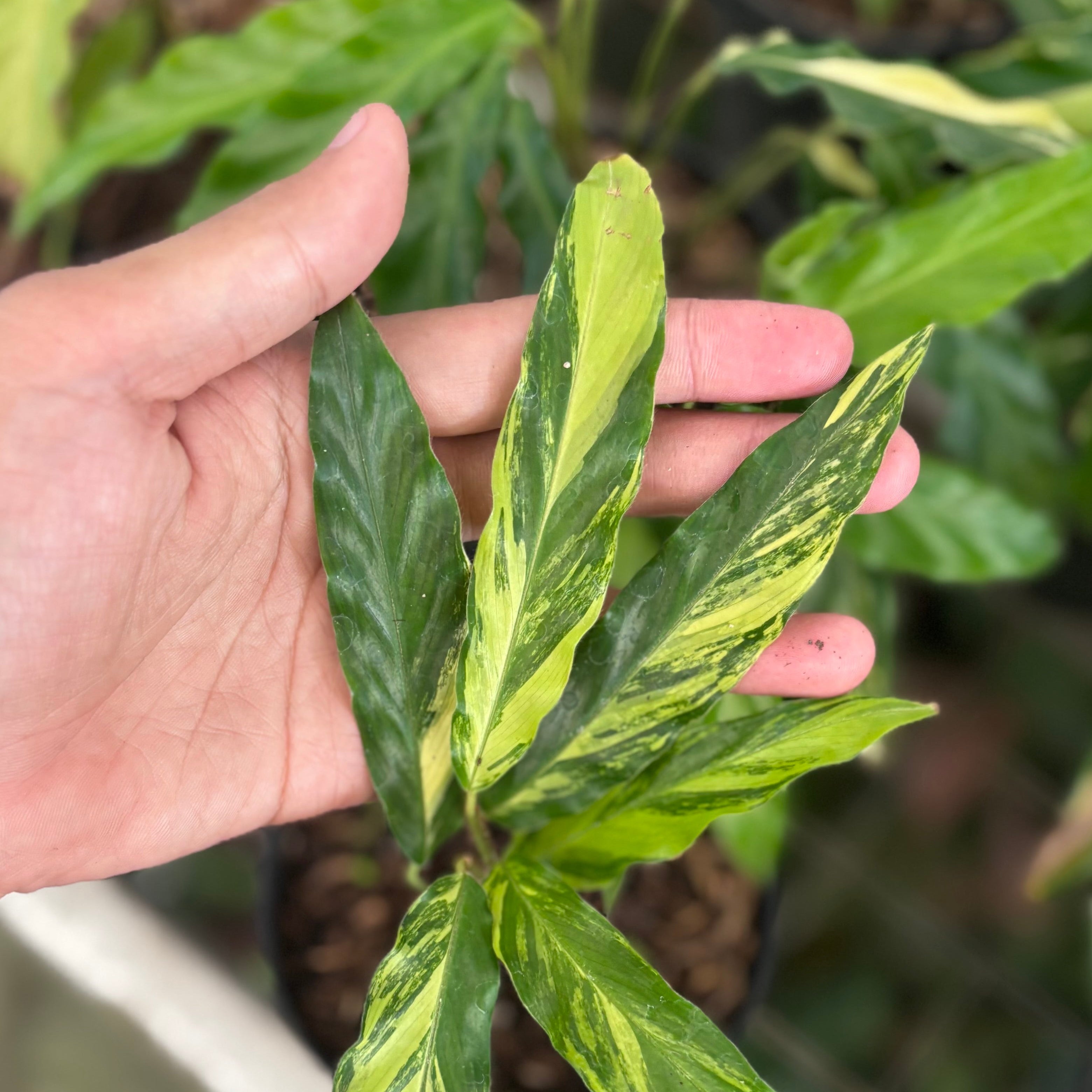 Calathea Rufibarba Variegated
