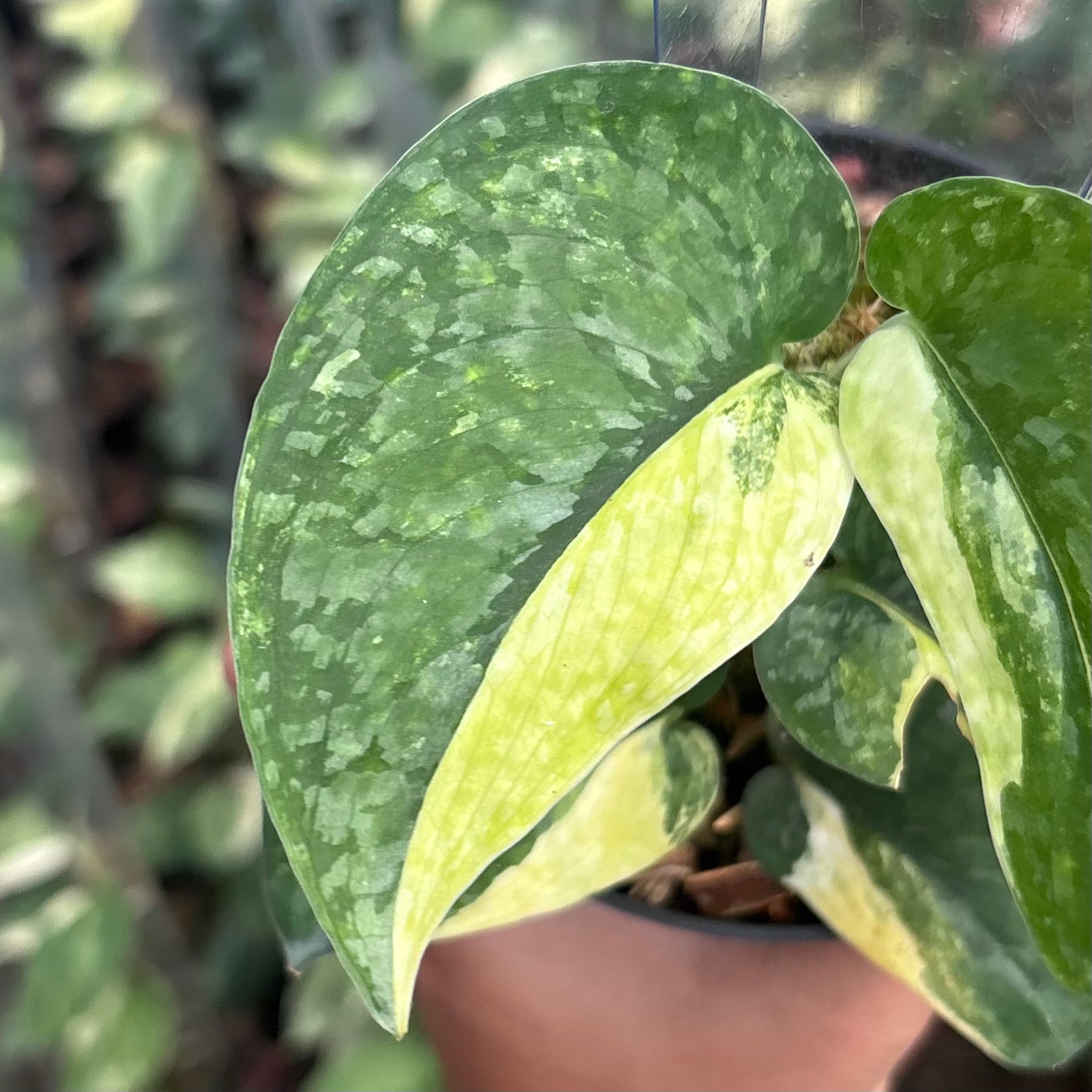Scindapsus leopard variegated
