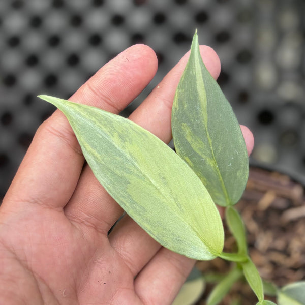 Philodendron hastatum silver sword variegated