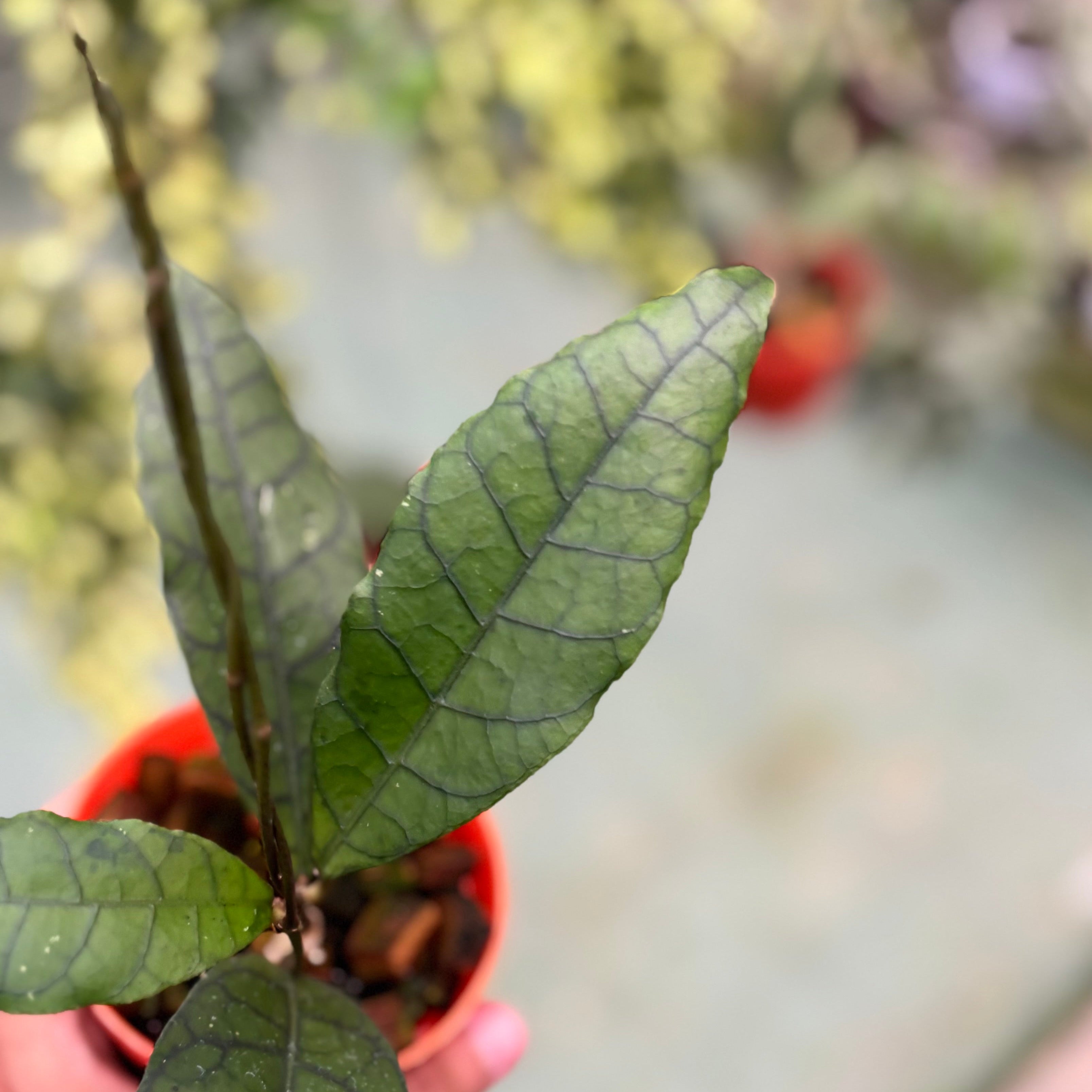 Hoya callistophylla ‘king’