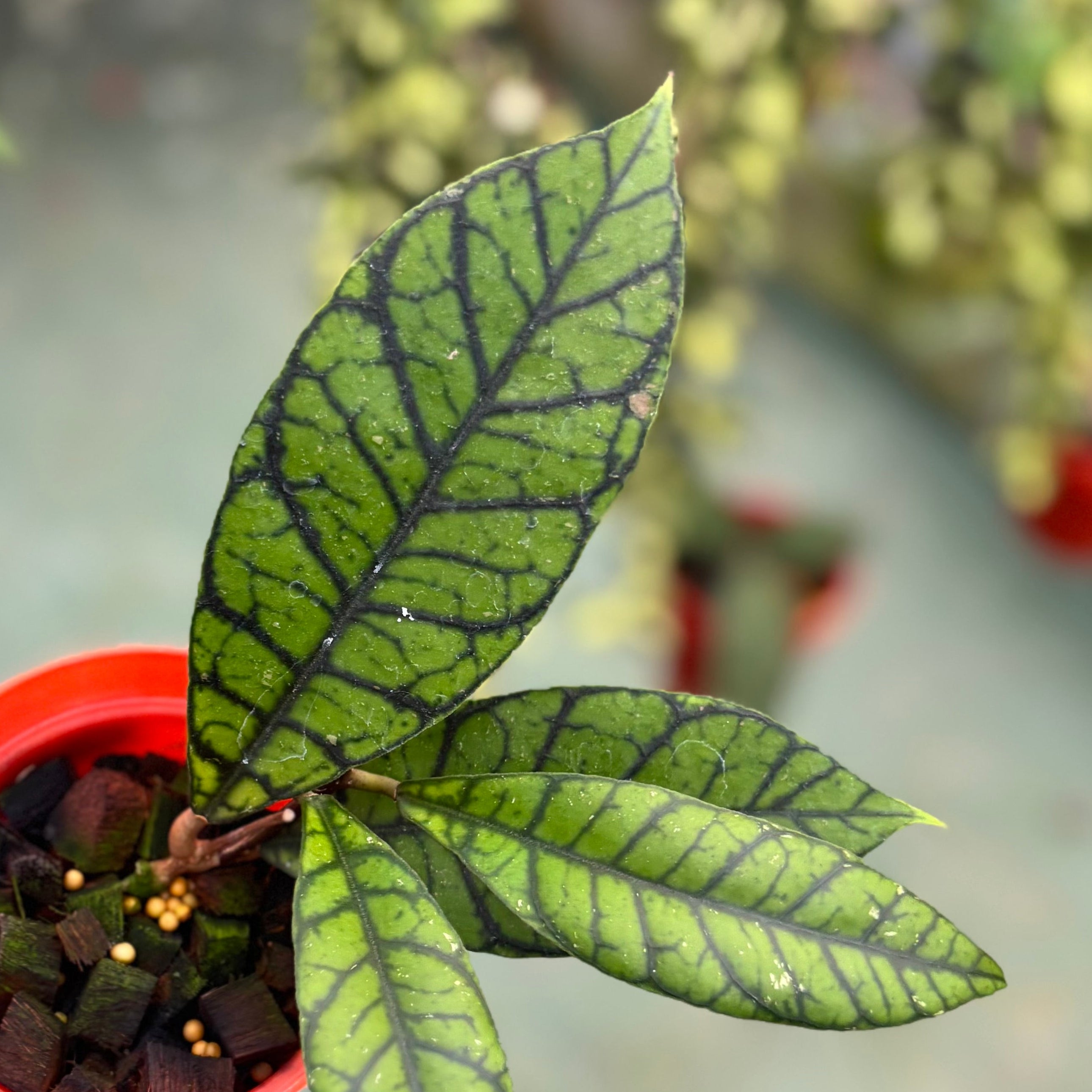 Hoya callistophylla zebra