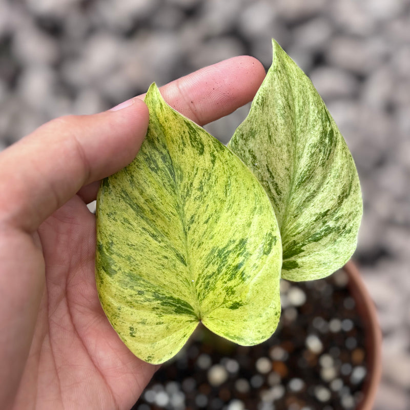 Homalomena pendula variegated