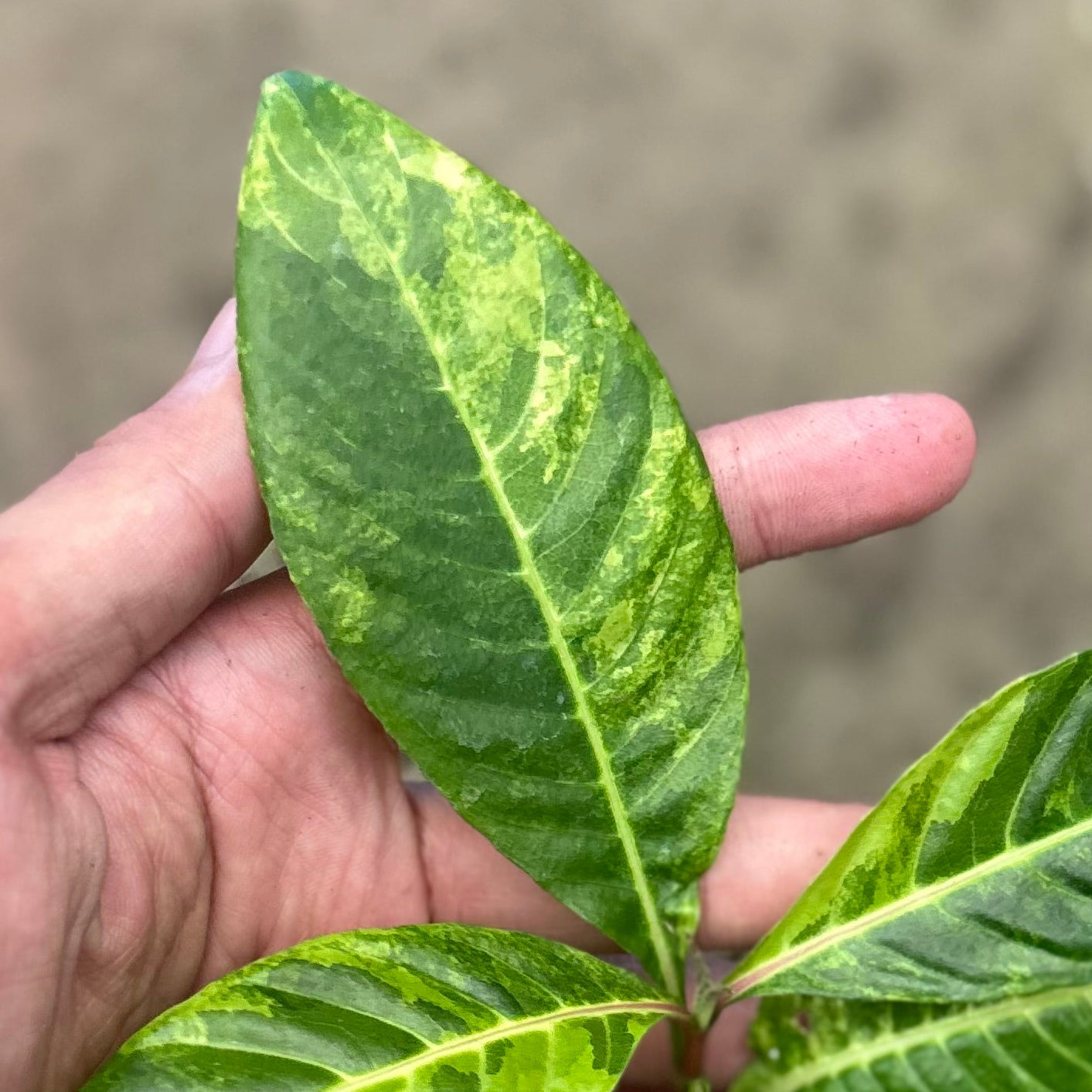 Sanchezia Speciosa Variegated (Gold Vein Plant)