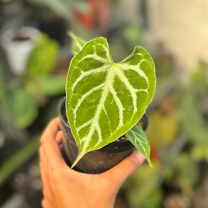 Anthurium silver blush x muchlis