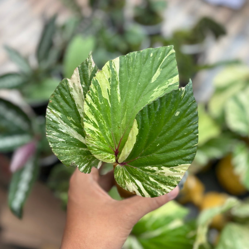 Begonia aurea variegated Sp Borneo