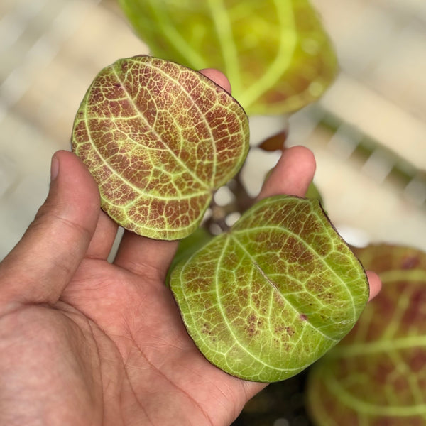Hoya Latifolia sp Sarawak