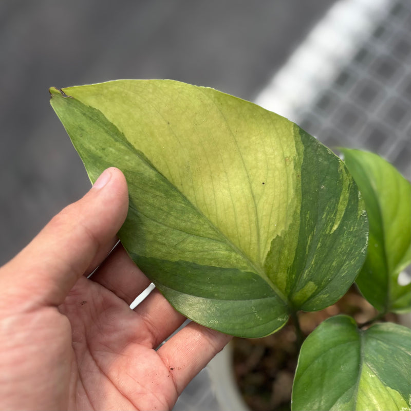 Rhaphidophora pertusa variegated
