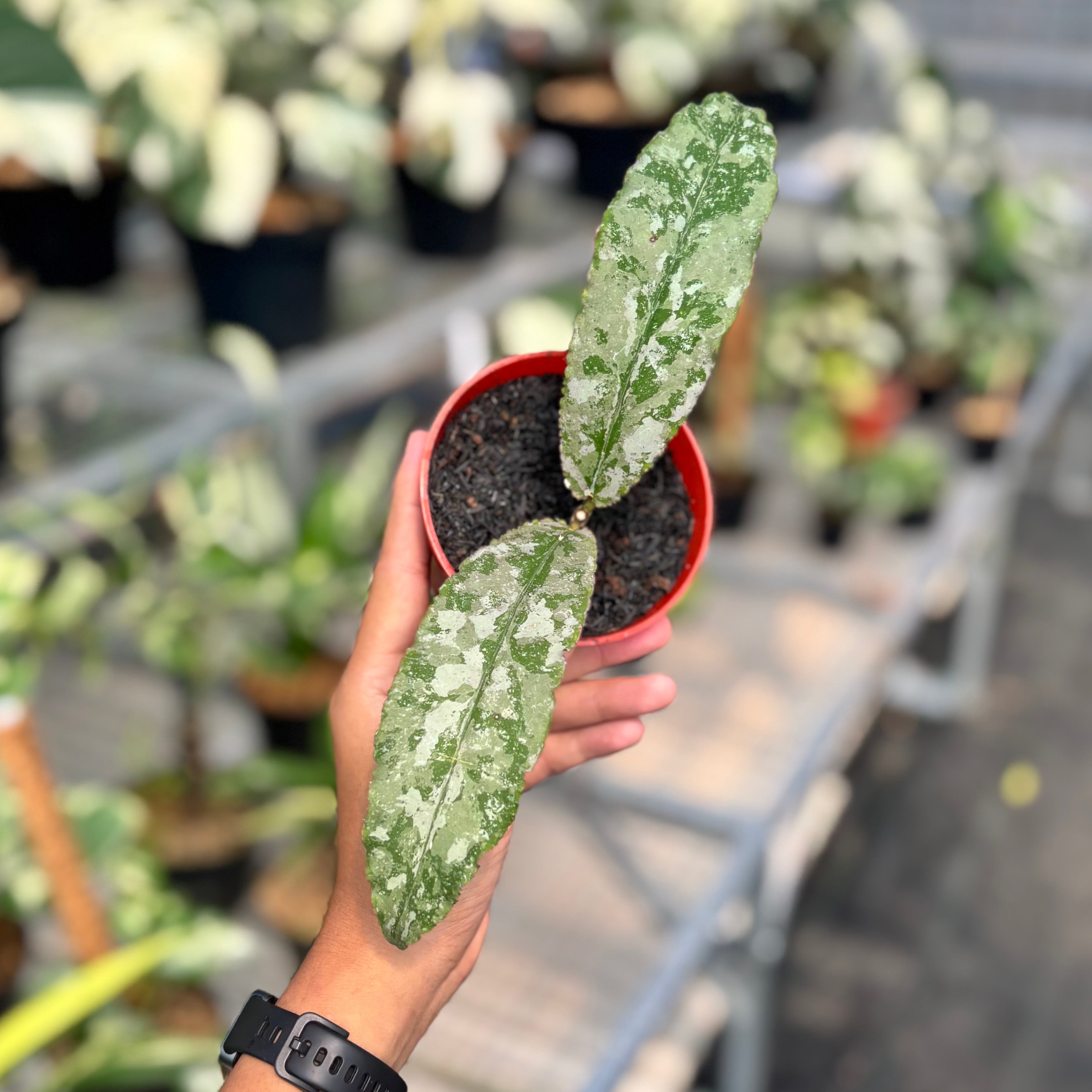 Hoya undulata silver
