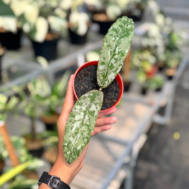 Hoya undulata silver