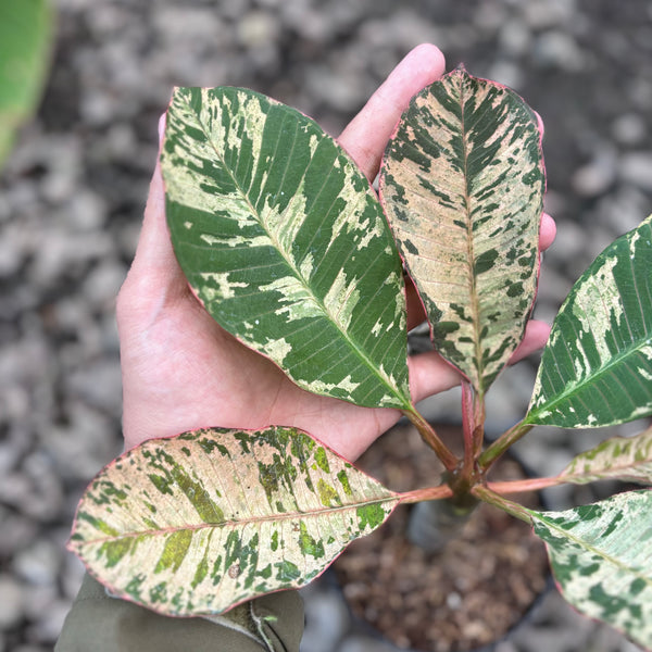 Plumeria rubra ‘maya’ variegated