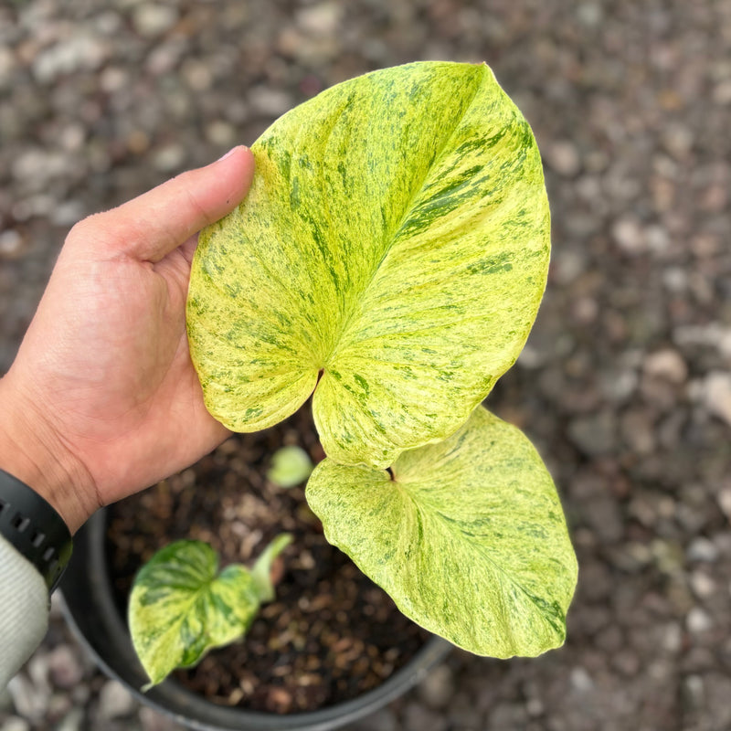 Homalomena pendula aurea variegated