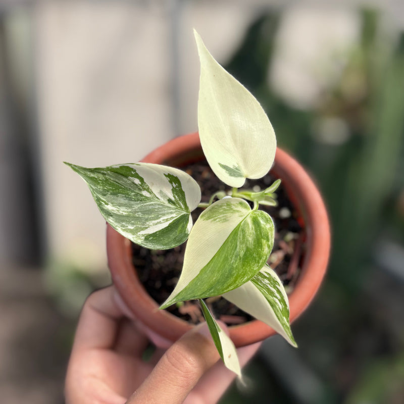 Philodendron hederaceum albo variegated
