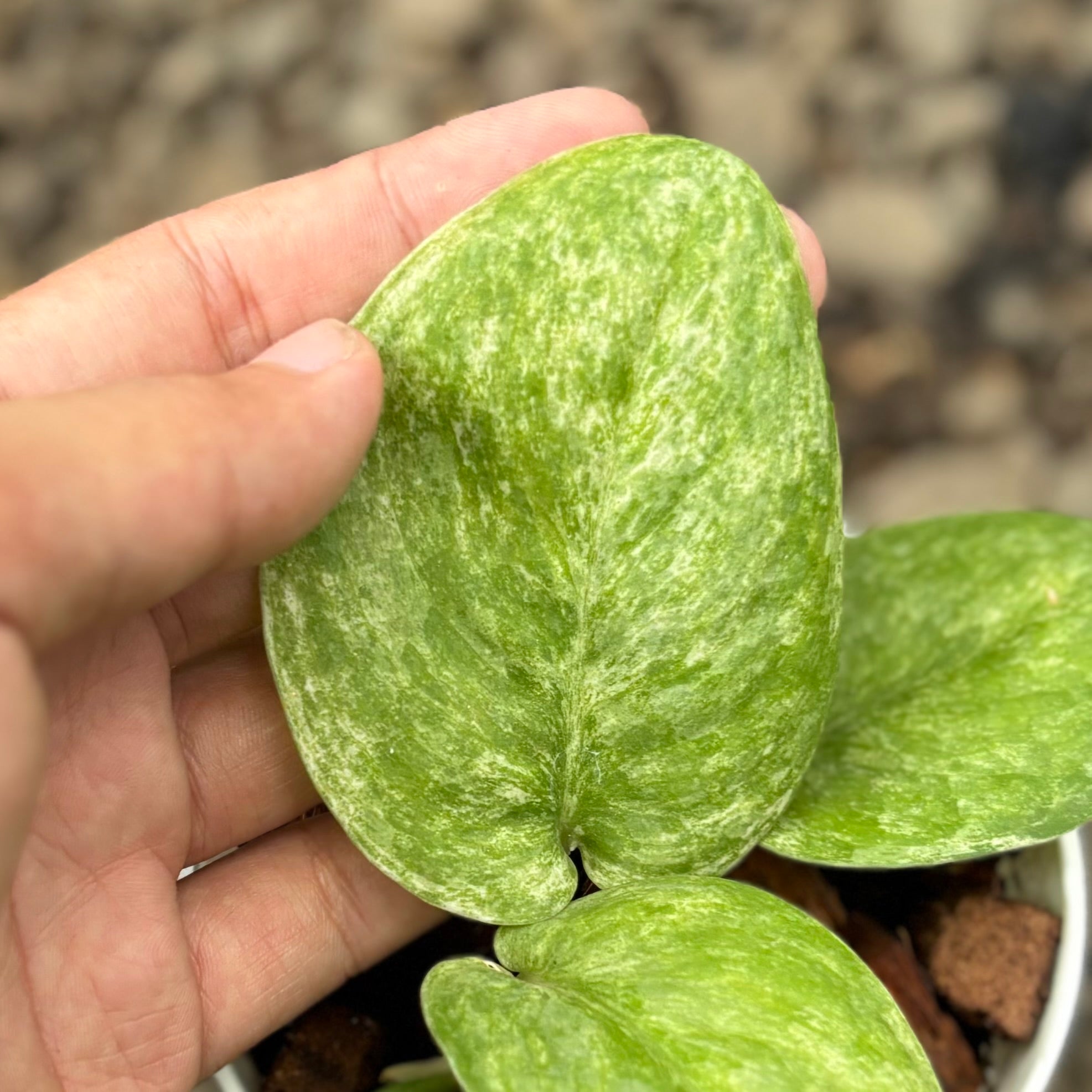 Scindapsus jadesatin tricolor