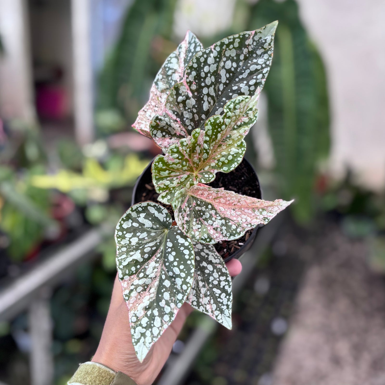 Begonia snow cap variegated – Aroid Market