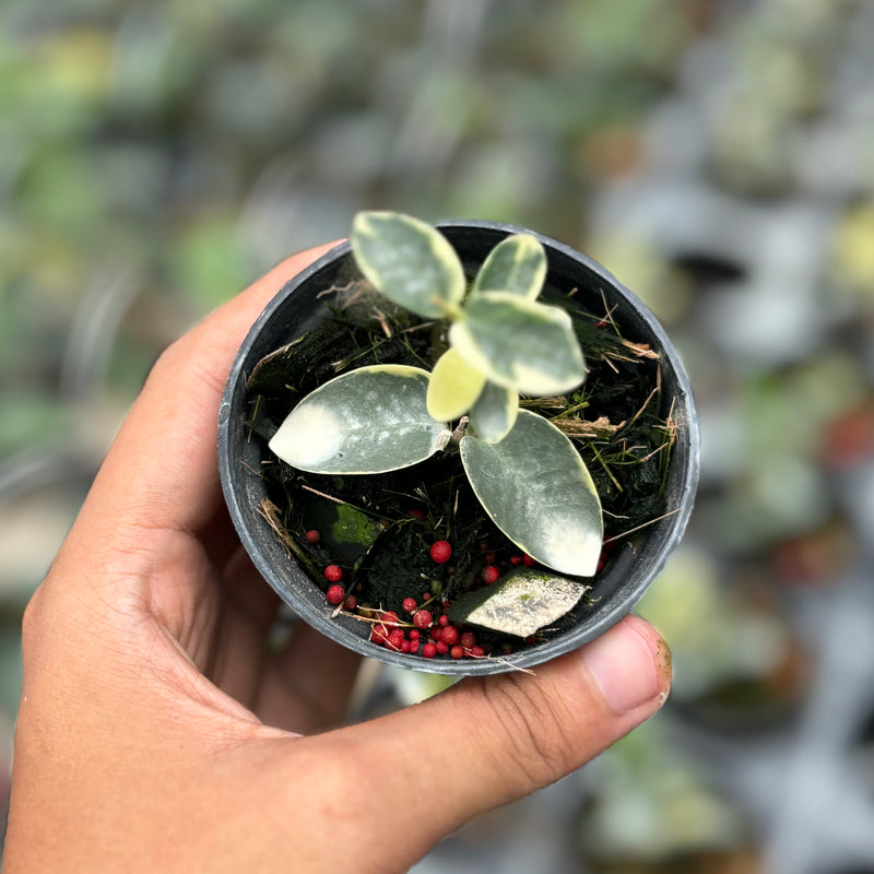 Hoya cumingiana albomarginata