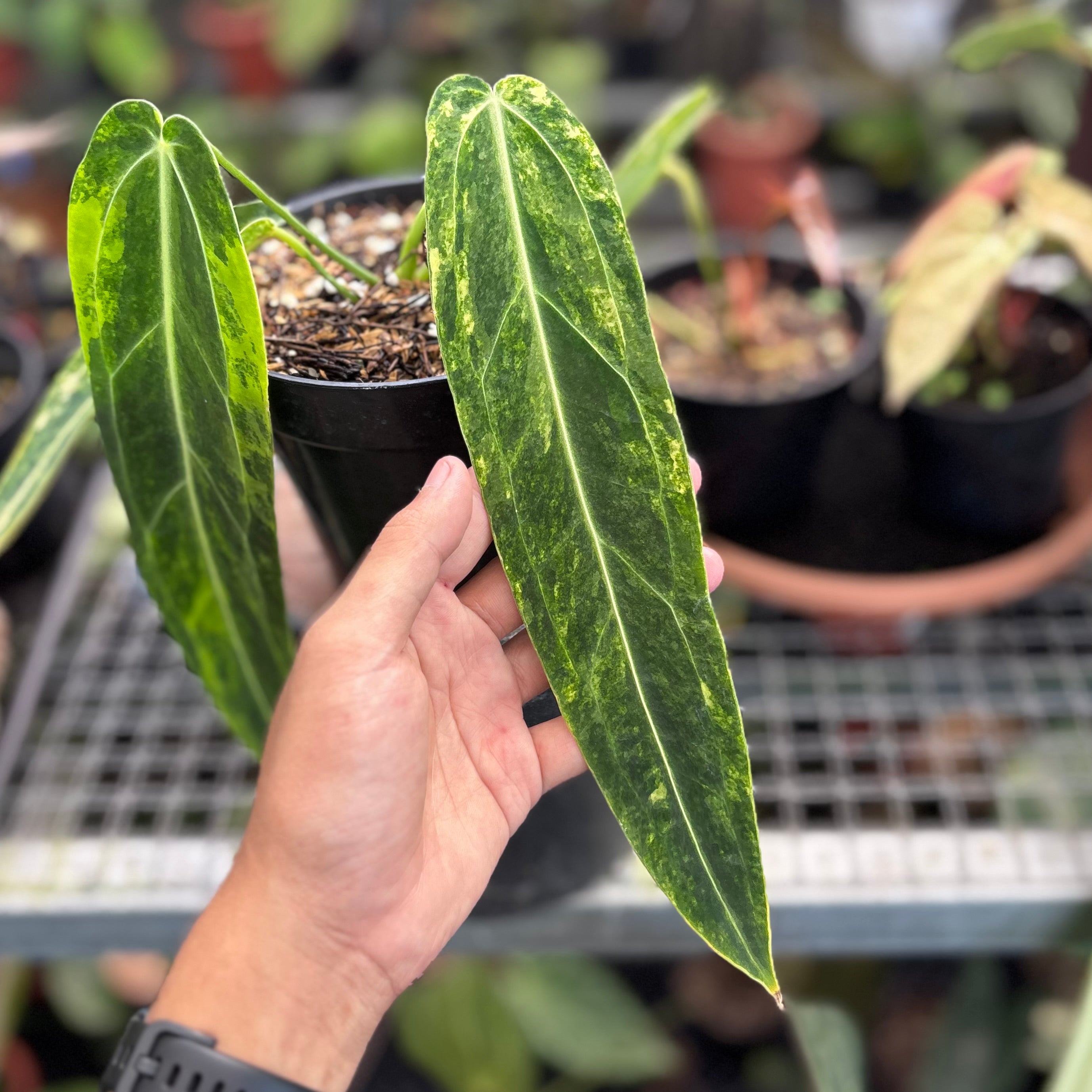 Anthurium warocqueanum dark form variegated