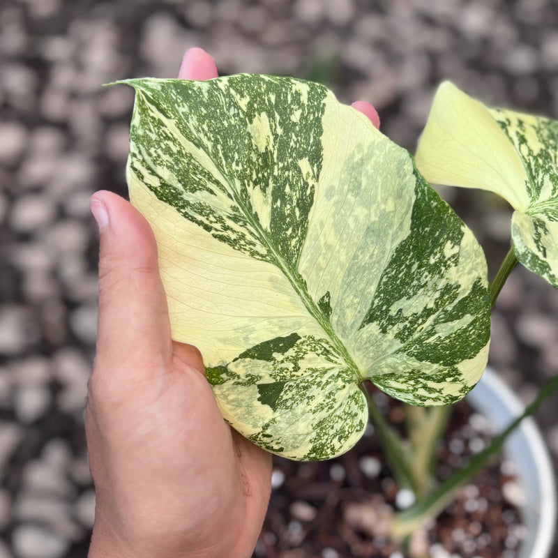 Monstera creme brulee - high variegation